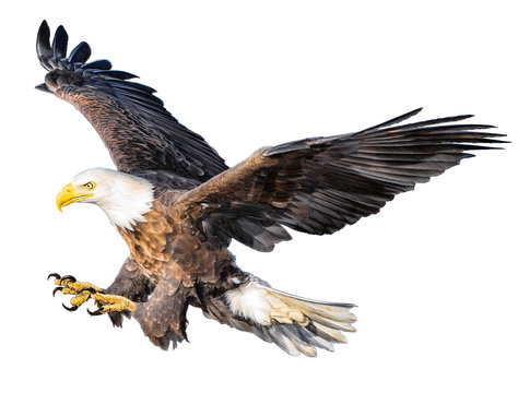 Bald eagle flying attack hand draw and paint color on white background illustration.