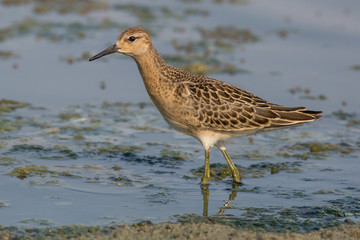 ruffle, bird, sandpiper, water, nature