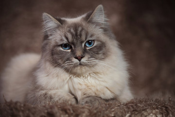 amazing cat with blue eyes lying on a furry background