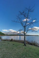 Winter season view of a tree with Mount Fuji in the back, Beautiful blue sky at Tanuki Lake (Tanukiko) and Fuji mountain reflections. Located near Tokai Nature Trail, Shizuoka, Fujinomiya-shi, Japan