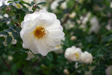 White wild Rose on the Branch in the Garden