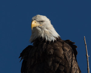 Extreme closeup (1000mm) of a bald eagle standing on a tree, seen in the wild in  North California
