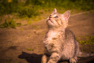 Tabby Kitten Play Outside Retro