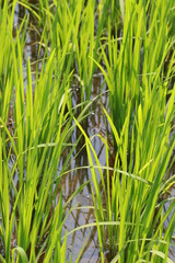 Obraz premium Transparency rice field