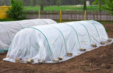 Vegetable patch with seedlings covered with spunbond and polyethylene film to keep humidity and...