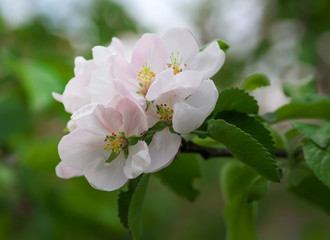 Beautiful blooming apple tree in spring park close up