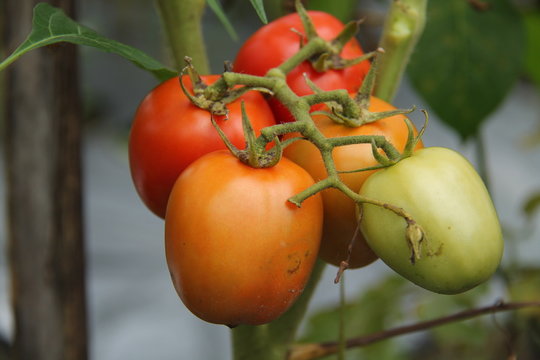 tomatoes, in the fields, ready to be harvested