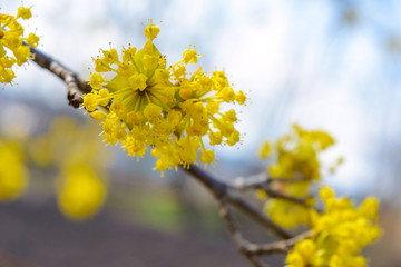 Photo of blooming yellow twig dogwood in garden in spring