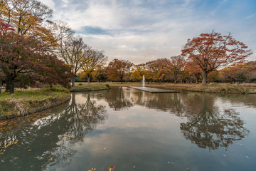 Momiji (maple tree) Autumn colors, fountain, pond and fall foliage sunset at Yoyogi Park in Shibuya ward, Tokyo, Japan