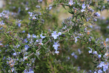 ローズマリーの花