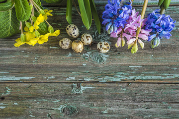 Ester or spring background with quail eggs, blue and pink hyacinth flowers, yellow primroses on rustic paint wooden planks