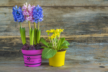 Bright spring flowres (blue and pink hyacinths and yellow primrose) in colorful flower pots on old wooden background with copy space