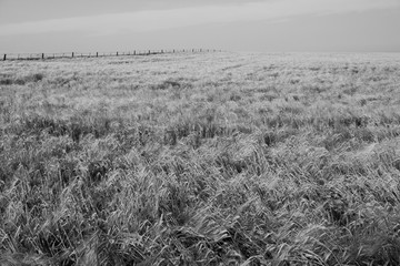 Fence in wheat field