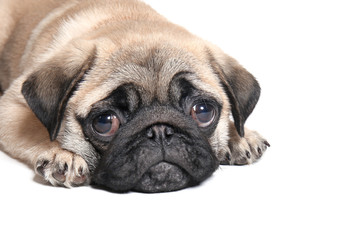 Cute pug puppy on white background