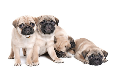 Obraz premium Cute pug puppies on white background