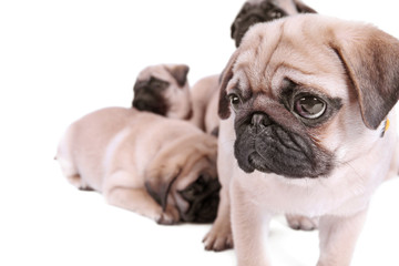 Obraz premium Cute pug puppies on white background