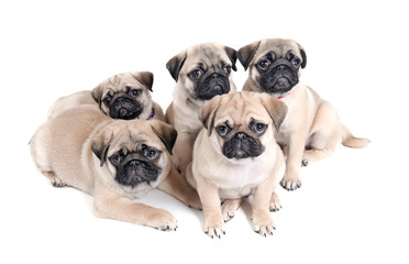 Cute pug puppies on white background