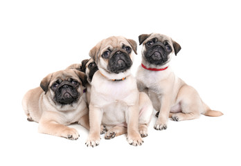 Obraz premium Cute pug puppies on white background