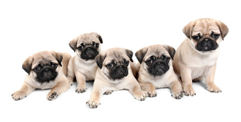 Cute pug puppies on white background