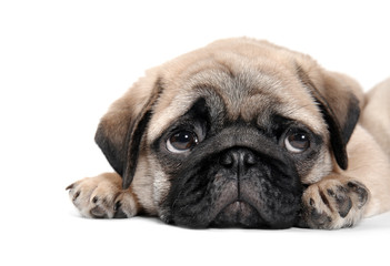 Cute pug puppy on white background
