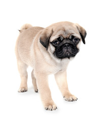 Obraz premium Cute pug puppy on white background