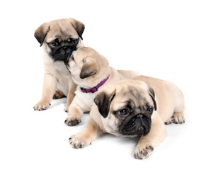 Cute pug puppies on white background