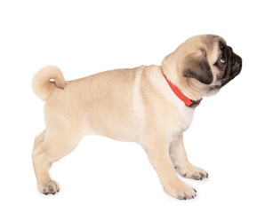 Obraz premium Cute pug puppy on white background