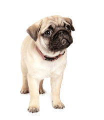 Cute pug puppy on white background