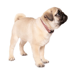 Cute pug puppy on white background