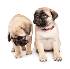 Obraz premium Cute pug puppies on white background