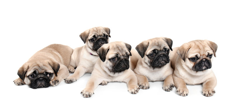 Cute pug puppies on white background