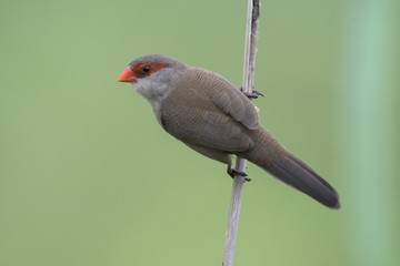 common waxbill