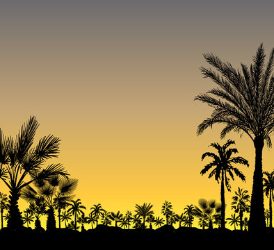 Vector card with realistic palm trees silhouette on tropical grunge sunset or sunrise background