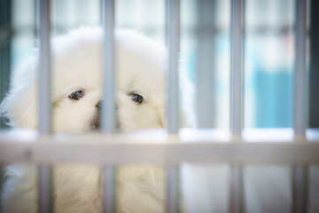 Close up of White Pekingese puppy sitting in the cage at the animal hospital/veterinary Clinic waiting for recovery from treatment and find a good home.