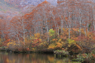 晩秋の鶴間池　Tsuruma pond in late autumn / Mt.Chokai, Yamagata, Japan