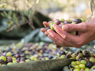 Woker collecting olive fruits on plantation