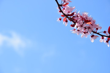 Japanische Kirschblüte, Textfreiraum