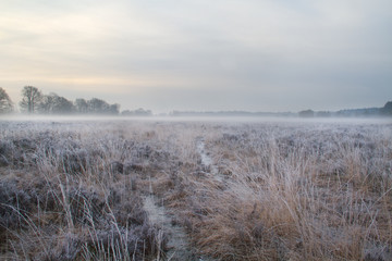 Cart track through heathland, early morning with hoarfrost and ground mist