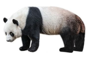 De reuzenpanda, Ailuropoda melanoleuca, ook bekend als pandabeer, is een beer afkomstig uit het zuiden van centraal China. Panda staande, zijaanzicht, geïsoleerd op een witte achtergrond, vaak gebruikt als een symbool van China.