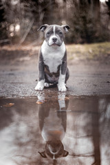 American bully