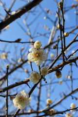 白い梅の花と青空