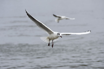 Two seagulls flying over the water
