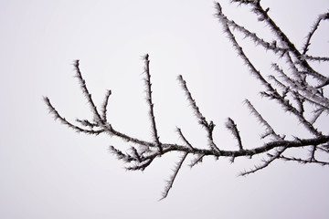 Wind-covered branch
