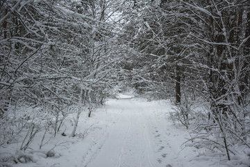 Way along winter forest in snow