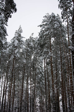 Tall pine trees covered by white snow