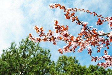 Blooming nature in Spring time