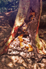 An old cork tree in the Alupka State Palace and Park Reserve (the former palace of Count MM Vorontsov).