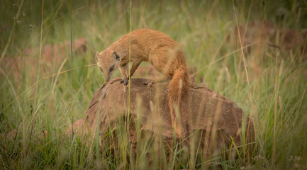 The Yellow Mongoose