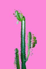 beautiful green succulent with thorns and leaves isolated on pink