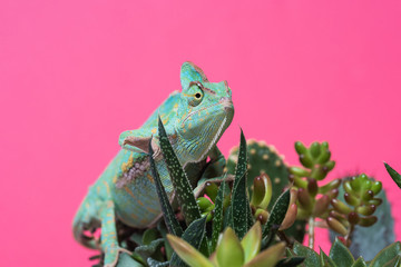 Close-up view of chameleon crawling on succulents isolated on pink